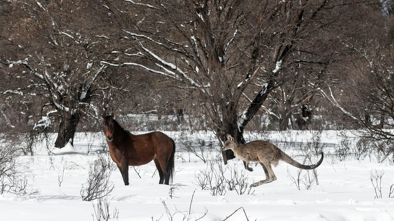 A brumby and an Eastern Grey Kangaroo (Macropus giganteus) in the Yarrangobilly area of the Kosciuszko National Park, New South Wales, Australia